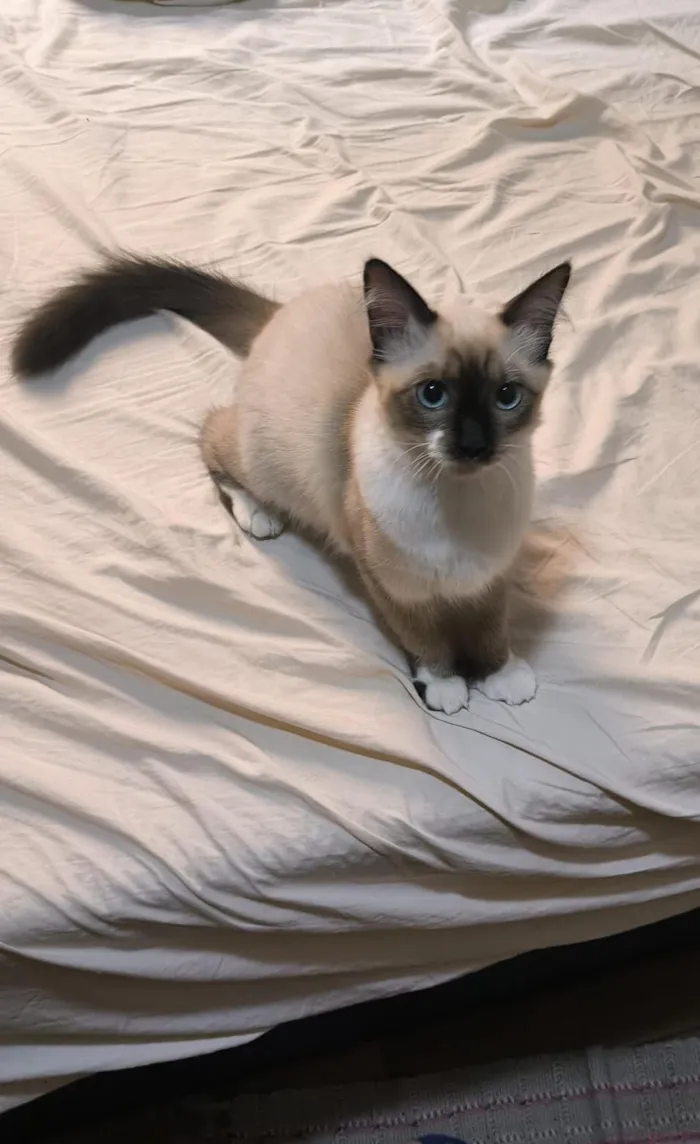 Gato raça SRD-ViraLata idade 7 a 11 meses nome Pixu