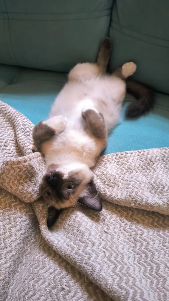 Gato raça SRD-ViraLata idade 7 a 11 meses nome Pixu