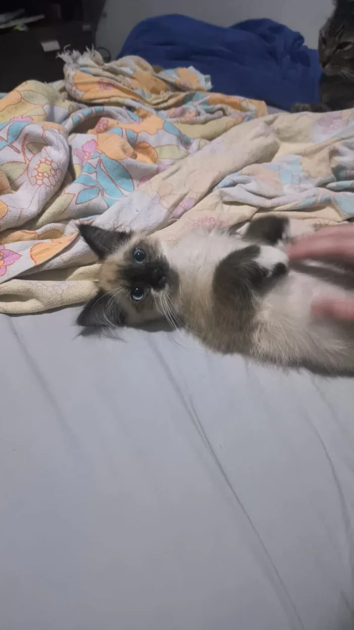 Gato raça SRD-ViraLata idade 7 a 11 meses nome Pixu