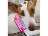 Cachorro raça SRD-ViraLata idade 3 anos nome Madonna