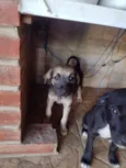 Cachorro raça SRD-ViraLata idade 2 a 6 meses nome N tem