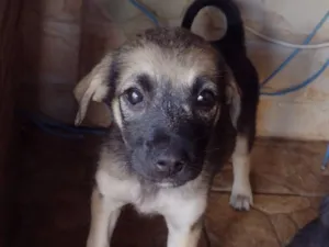 Cachorro raça SRD-ViraLata idade 2 a 6 meses nome N tem