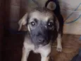 Cachorro raça SRD-ViraLata idade 2 a 6 meses nome N tem