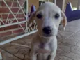 Cachorro raça SRD-ViraLata idade 2 a 6 meses nome Sem nome 