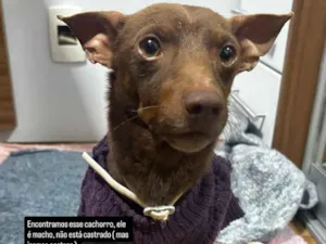 Cachorro raça SRD-ViraLata idade 2 anos nome Mickey