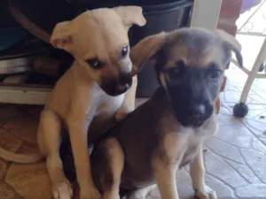 Cachorro raça SRD-ViraLata idade 2 a 6 meses nome Não tem nome