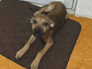 Cachorro raça SRD-ViraLata idade 2 a 6 meses nome Aurora