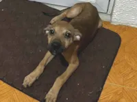 Cachorro raça SRD-ViraLata idade 2 a 6 meses nome Aurora