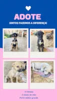 Cachorro raça SRD-ViraLata idade 2 a 6 meses nome N tem nome