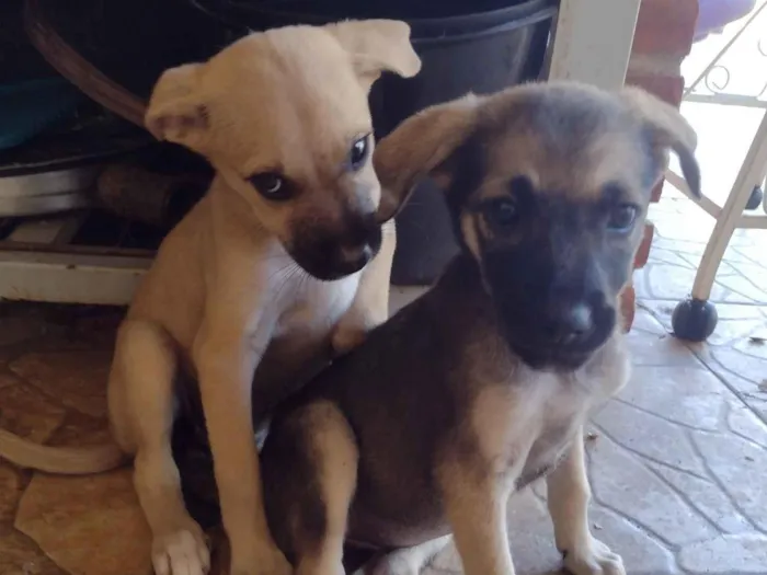 Cachorro raça SRD-ViraLata idade 2 a 6 meses nome Sem nm