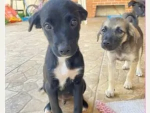 Cachorro raça SRD-ViraLata idade 2 a 6 meses nome N tem nome