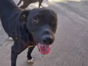 Cachorro raça SRD-ViraLata idade 7 a 11 meses nome Deneres