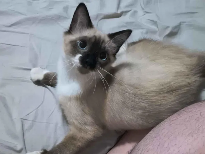 Gato raça SRD-ViraLata idade 7 a 11 meses nome Pixu