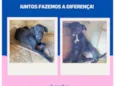 Cachorro raça SRD-ViraLata idade 2 a 6 meses nome N tem 