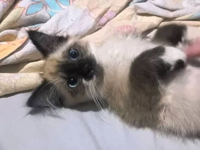 Gato raça SRD-ViraLata idade 7 a 11 meses nome Pixu