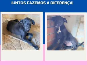 Cachorro raça SRD-ViraLata idade 2 a 6 meses nome N tem 
