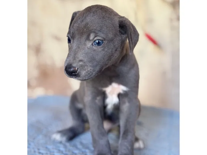 Cachorro raça SRD-ViraLata idade Abaixo de 2 meses nome Cinza macho