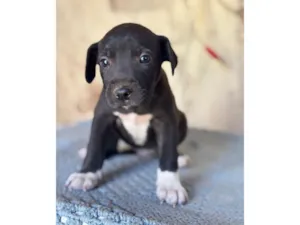 Cachorro raça SRD-ViraLata idade Abaixo de 2 meses nome Paçoca neto