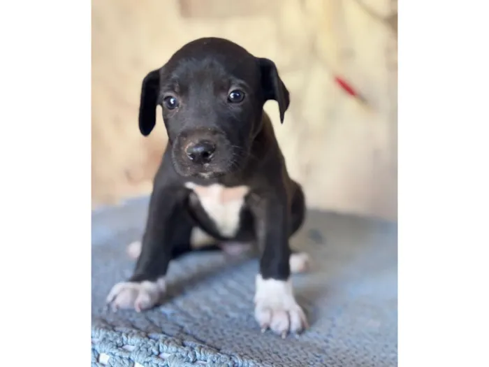 Cachorro raça SRD-ViraLata idade Abaixo de 2 meses nome Paçoca neto