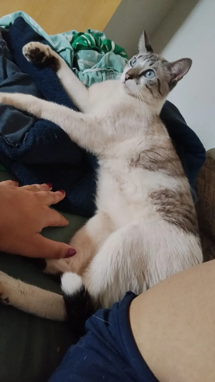 Gato raça SRD-ViraLata idade 2 anos nome Wiskas