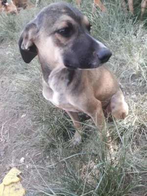 Cachorro raça SRD-ViraLata idade 2 a 6 meses nome Sem nome