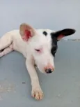 Cachorro raça SRD-ViraLata idade 2 a 6 meses nome Cachorro branco