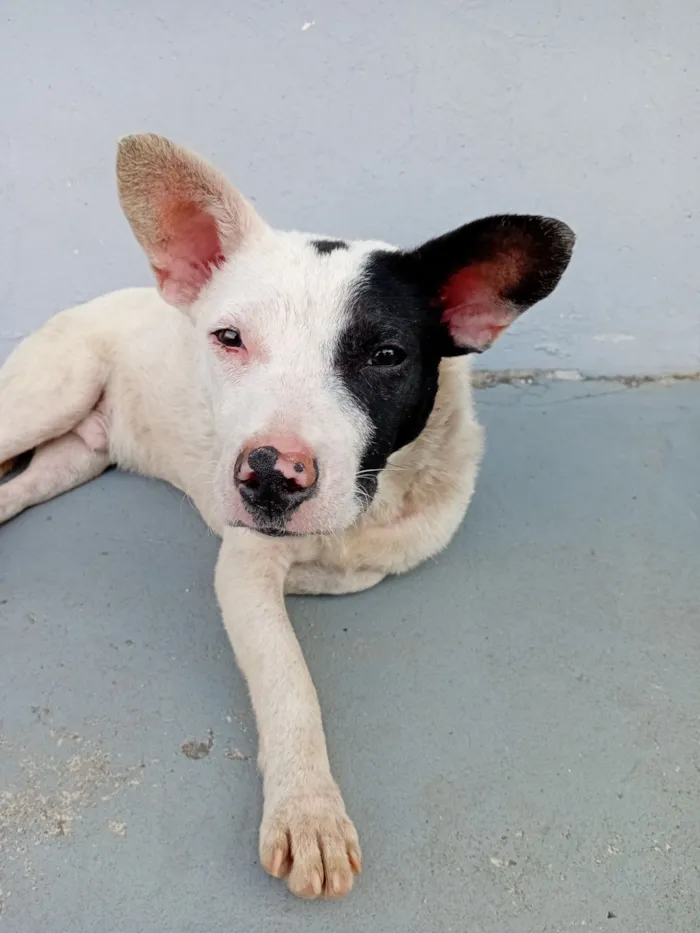 Cachorro raça SRD-ViraLata idade 2 a 6 meses nome Cachorro branco