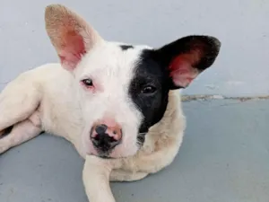 Cachorro raça SRD-ViraLata idade 2 a 6 meses nome Cachorro branco