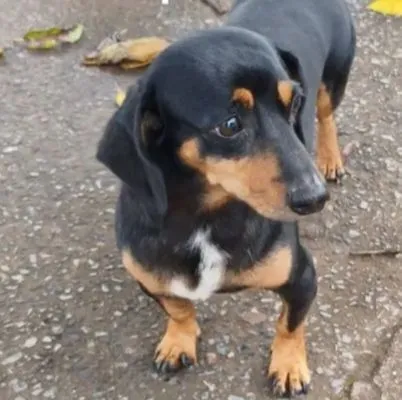 Cachorro raça Basset-Cofap idade 3 anos nome Totó 