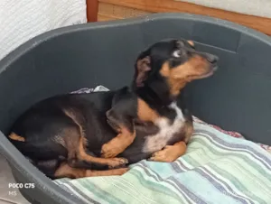 Cachorro raça Basset-Cofap idade 3 anos nome Totó 