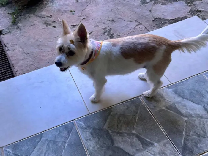 Cachorro raça SRD-ViraLata idade 6 ou mais anos nome Totoca e Dany