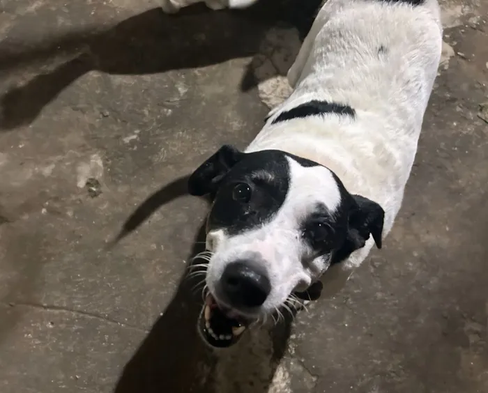 Cachorro raça SRD-ViraLata idade 6 ou mais anos nome Totoca e Dany