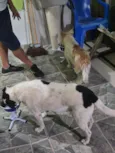 Cachorro raça SRD-ViraLata idade 6 ou mais anos nome Totoca e Dany