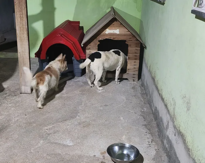 Cachorro raça SRD-ViraLata idade 6 ou mais anos nome Totoca e Dany