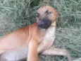 Cachorro raça SRD-ViraLata idade 2 a 6 meses nome Sem nome