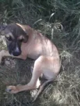 Cachorro raça SRD-ViraLata idade 2 a 6 meses nome Cinza