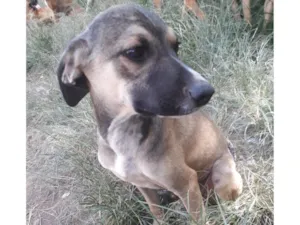 Cachorro raça SRD-ViraLata idade 2 a 6 meses nome Cinza