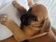 Cachorro raça SRD-ViraLata idade Abaixo de 2 meses nome Filhotes da Latifa
