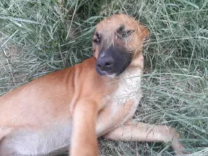Cachorro raça SRD-ViraLata idade 2 a 6 meses nome Dourado
