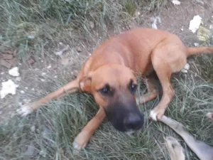 Cachorro raça SRD-ViraLata idade 7 a 11 meses nome Dourado