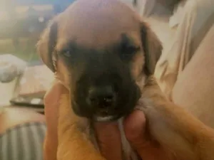 Cachorro raça SRD-ViraLata idade Abaixo de 2 meses nome Filhotes da Latifa