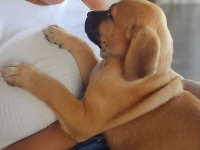 Cachorro raça SRD-ViraLata idade Abaixo de 2 meses nome Filhotes da Latifa