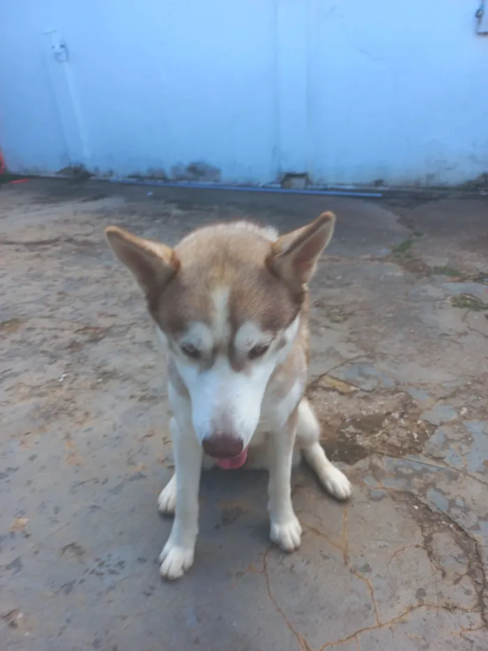 Cachorro raça Husky Siberiano idade 7 a 11 meses nome Sky