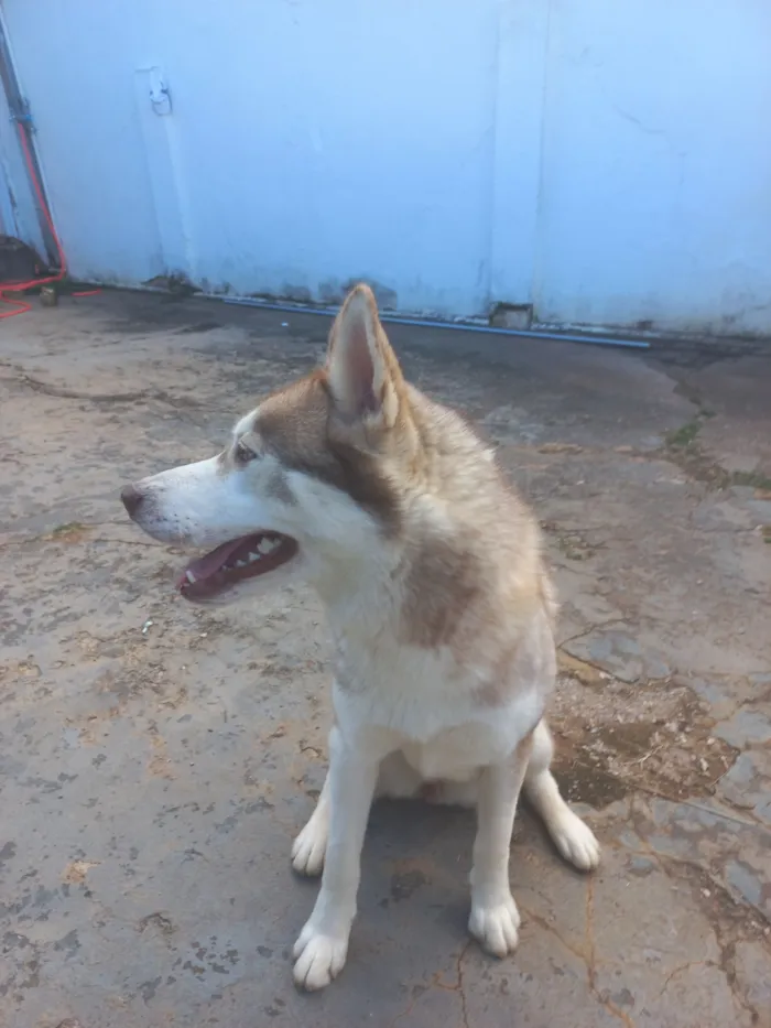 Cachorro raça Husky Siberiano idade 7 a 11 meses nome Sky