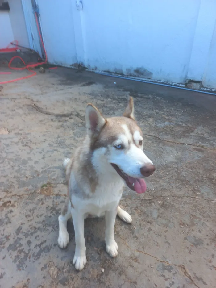 Cachorro raça Husky Siberiano idade 7 a 11 meses nome Sky
