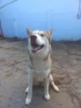 Cachorro raça Husky Siberiano idade 7 a 11 meses nome Sky