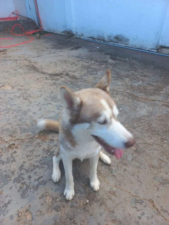 Cachorro raça Husky Siberiano idade 7 a 11 meses nome Sky