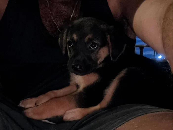 Cachorro raça SRD-ViraLata idade Abaixo de 2 meses nome Filhotes da Latifa