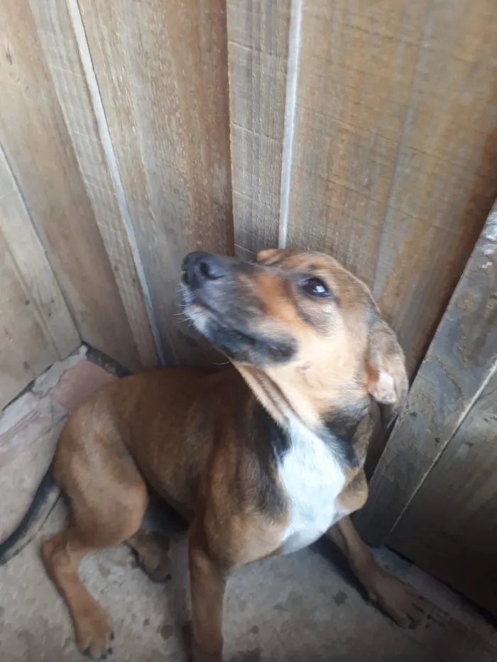 Cachorro raça SRD-ViraLata idade 2 a 6 meses nome Sem nome