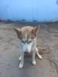 Cachorro raça Husky Siberiano idade 1 ano nome Sky